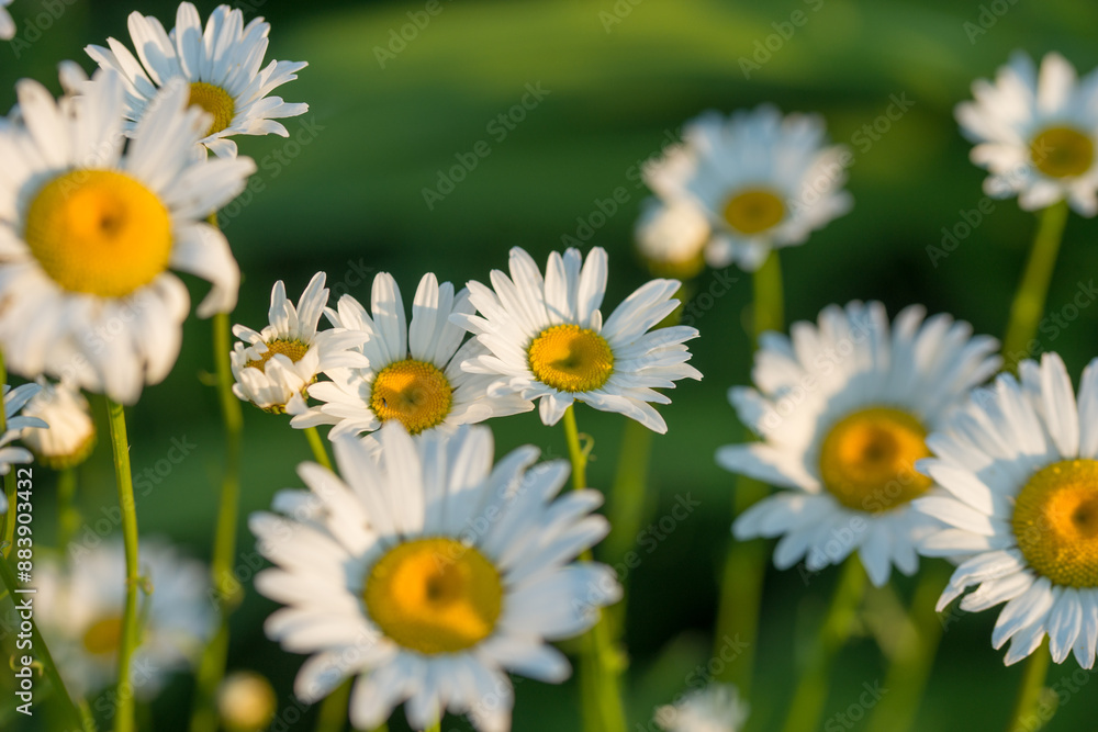 Fototapeta premium Beautiful little daisies in a flowerbed or field