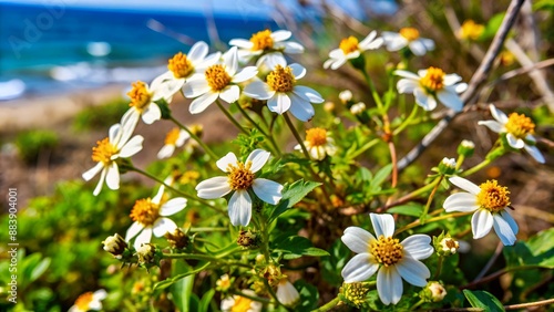 Bidens alba, which belongs to the family Asteraceae, is most commonly known as shepherd's needles, beggarticks, Spanish needles or butterfly needles. Makapuu Beach Park, Oahu, Hawaii. photo