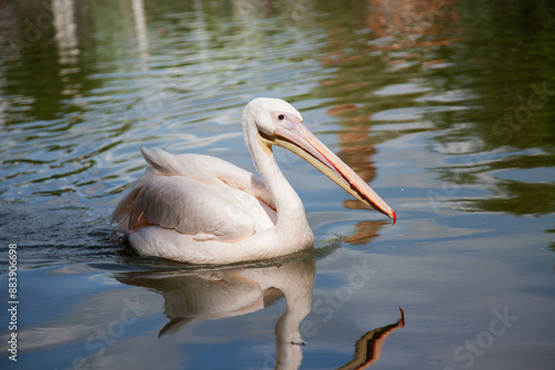Pelikan 