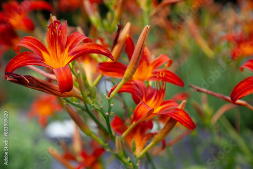 Blumen 