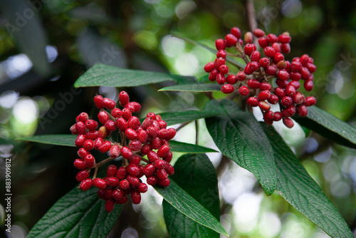 red berries on a bush
