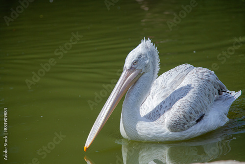 pelican on the water