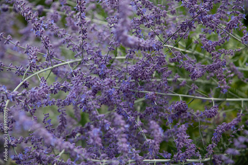 lavender field region
