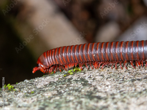 Millipede photo