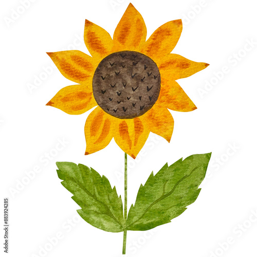 Hand drawn watercolor sunflower with leaves, isolated sunflower