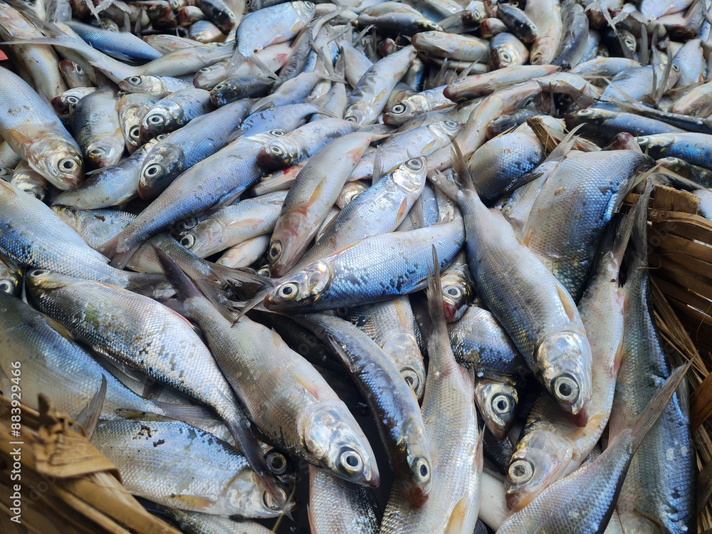 pile of fresh milkfish with silver scales. pile of fresh milkfish with silver scales.
