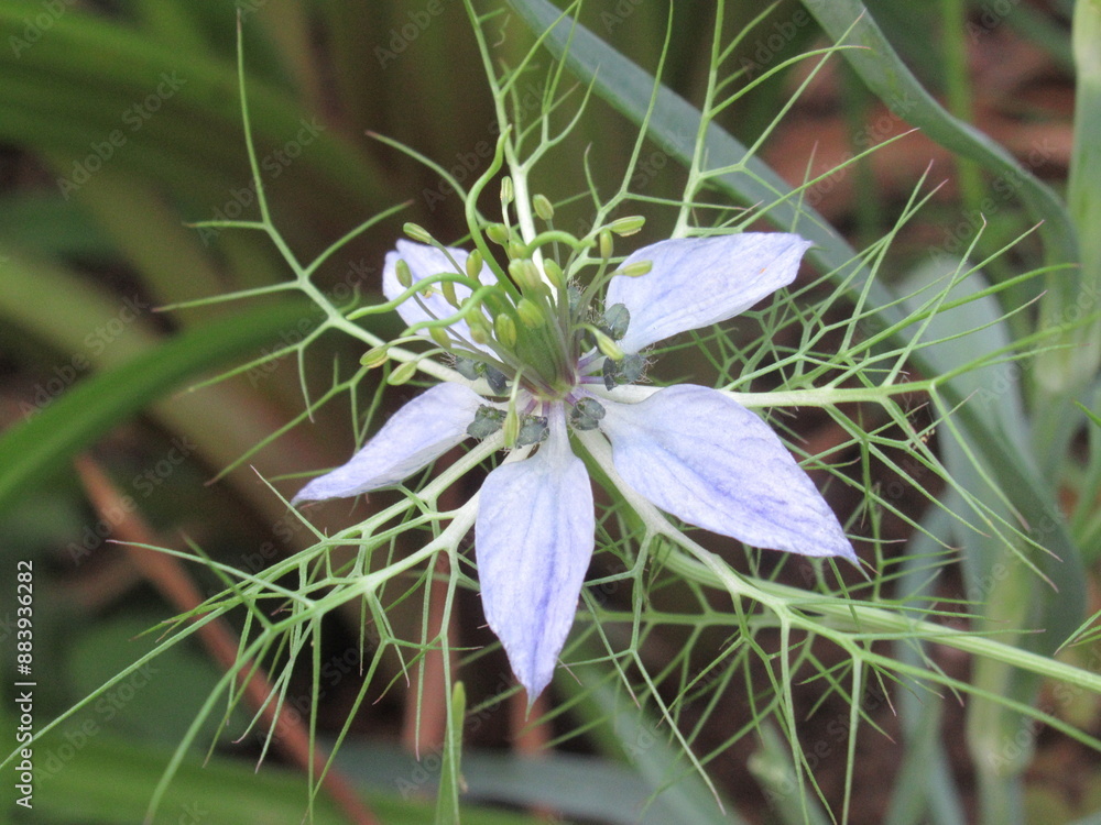 Zbliżenie na kwiat rośliny Nigella sativa Zbliżenie na kwiat rośliny Nigella sativa