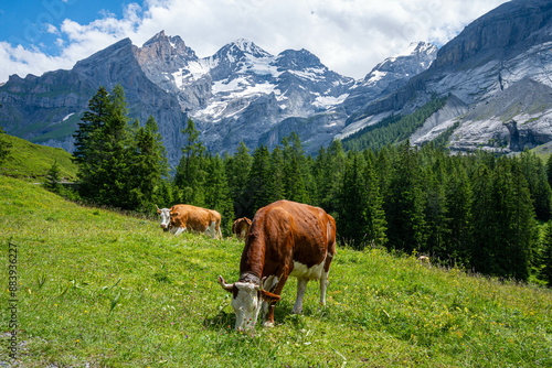 Cows in the pasture in Swiss Alps
