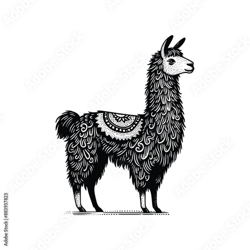 hand drawn Illustration of Llama. Vintage engraving Llama vector illustration isolated on white background