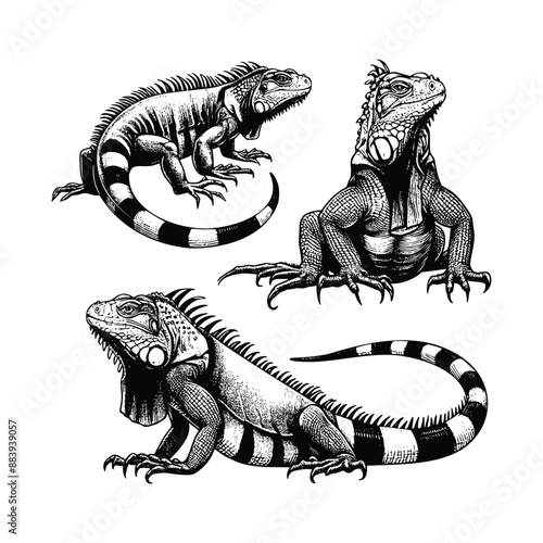 hand drawn set Illustration of Iguana. Vintage engraving Iguana vector illustration isolated on white background