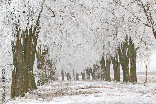 Rural road by a very cold winter morning : trees covered in hoar frost, brenches broken under weight of rime ice photo