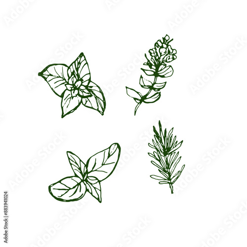 Set of spices for cooking. Vector green sketch illustration by hand, isolated objects. Fennel, basil leaf, rosemary herb isolated on white background.