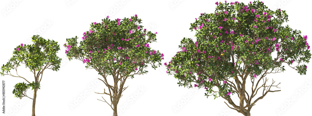 shrubs bush rhotodendron booming hq arch viz cut out plants