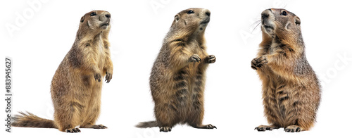 set of stand groundhog cut out