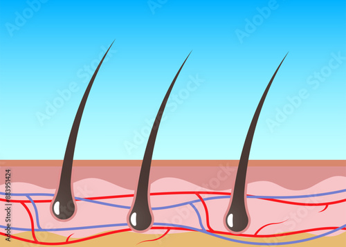 Hair follicle Structures of the Dermis illustration