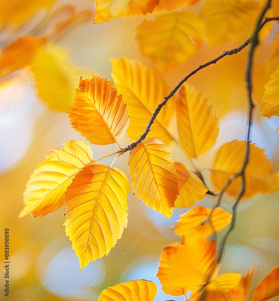Close-Up of Vibrant Orange and Yellow Autumn Leaves with Soft Sunlight Filtering Through Trees, Highlighting Intricate Details and Colors of Fall Close-Up of Vibrant Orange and Yellow Autumn Leaves with Soft Sunlight Filtering Through Trees, Highlighting Intricate Details and Colors of Fall