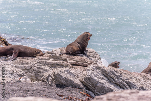 A group of New Zealand fur seals, or kekeno, socialising on the rocks. 