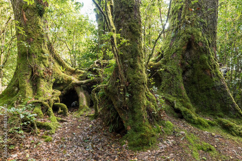 Remnant stand of three antarctic beech trees (nothofagus moorei) in Border Ranges National Park, New South Wales, Australia. Remnant stand of three antarctic beech trees (nothofagus moorei) in Border Ranges National Park, New South Wales, Australia.