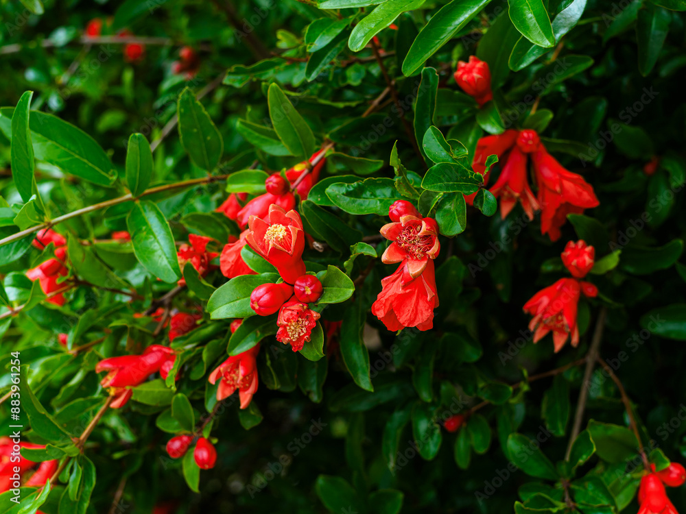 red pomegranate flowers on a branch close-up red pomegranate flowers on a branch close-up