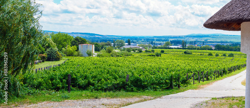 view of the vineyard in summer - panorama photo