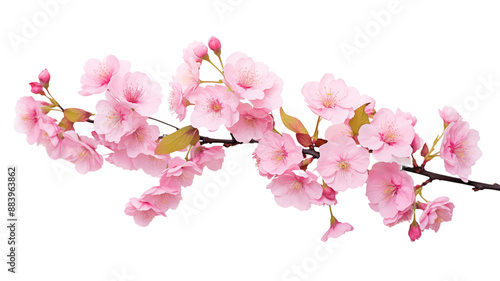 Cluster of delicate, soft pink sakura blooms gracefully, ushering in the spring season with their enchanting blossoms, creating a captivating and beautiful welcome.