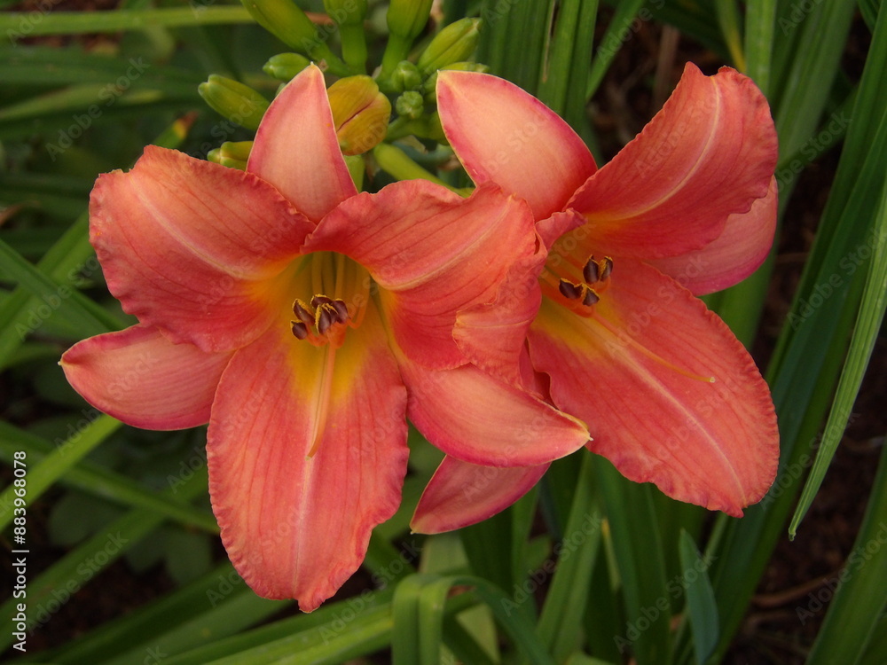 Fototapeta premium Zbliżenie na barwny kwiat liliowca (hemerocallis)