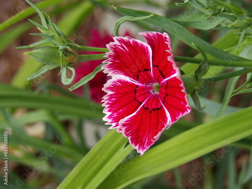 Zbliżenie na kwiaty rośliny z gatunku Dianthus