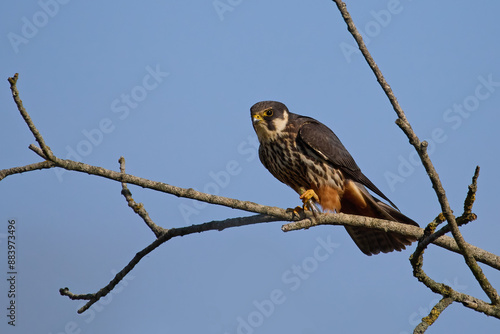 Eurasian hobby (Falco subbuteo) photo
