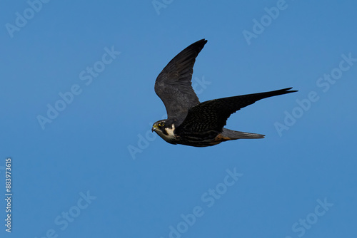 Eurasian hobby (Falco subbuteo) photo