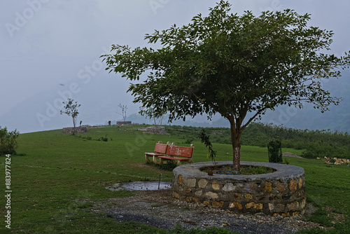 A tree with a view of the valley below