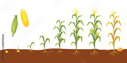 Corn plant growth. Agriculture planting and seedling, corns cobs step by step development. Gardening and farming process, neoteric vector scene