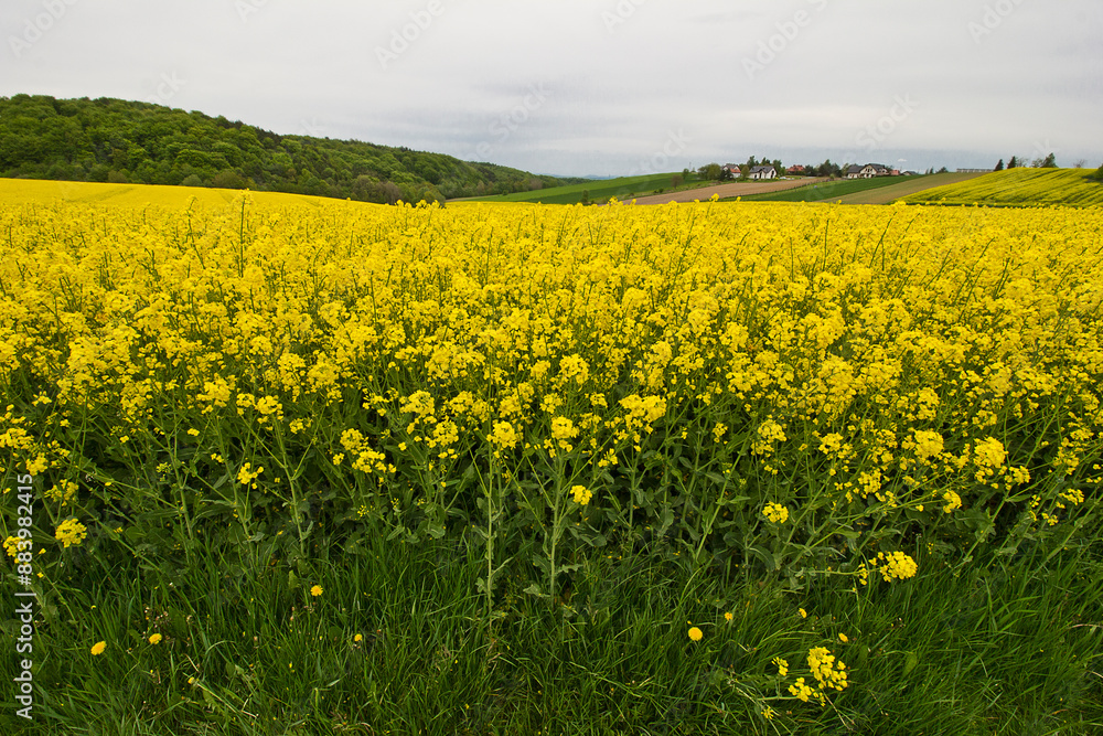 field of yellow rapeseed in bloom against a cloudy sky field of yellow rapeseed in bloom against a cloudy sky