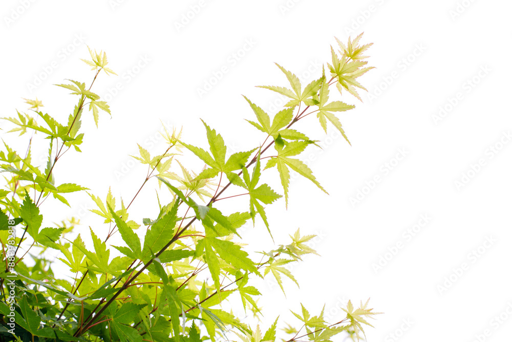 Bush plant leaves border isolated on white background Bush plant leaves border isolated on white background