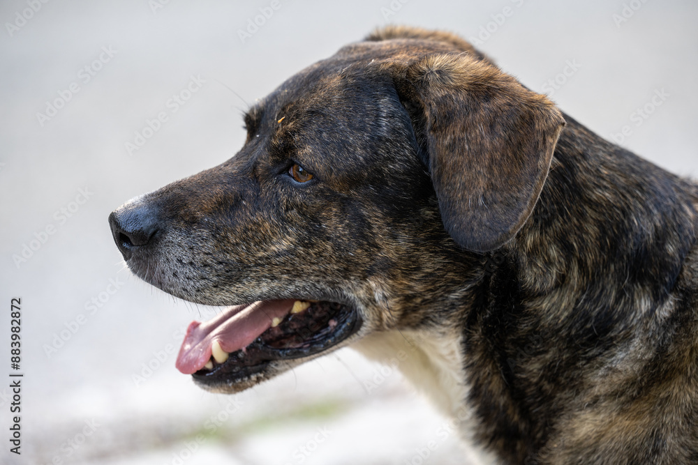 Portrait of a street dog with a big head and brown eyes. The dog poses for the photographer.
Portrait of a street dog with a big head and brown eyes. The dog poses for the photographer.