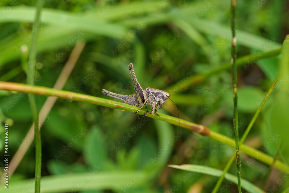 A grasshopper is perched on a green stem of a plant A grasshopper is perched on a green stem of a plant