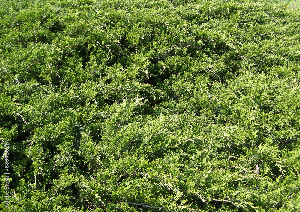 pine tree leaves background pine tree leaves background