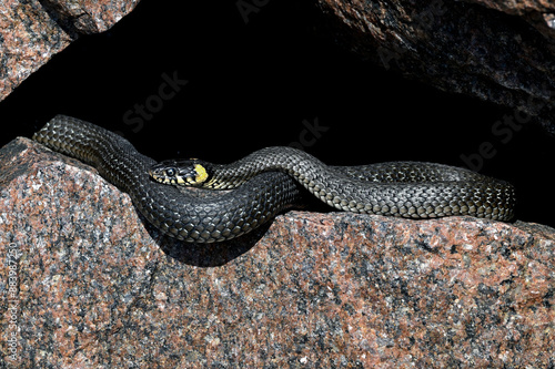 Grass snake basking in the rock crevise
 photo