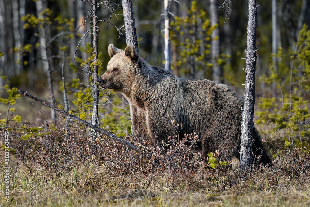 Bear tries to smell what is happening around Bear tries to smell what is happening around
