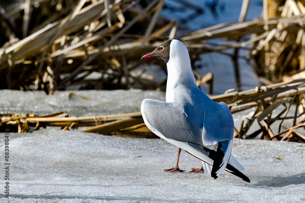 Obraz premium Black-headed gull on ice