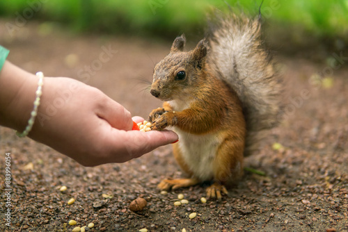 wild squirrel in the park eats from a woman's palm in park