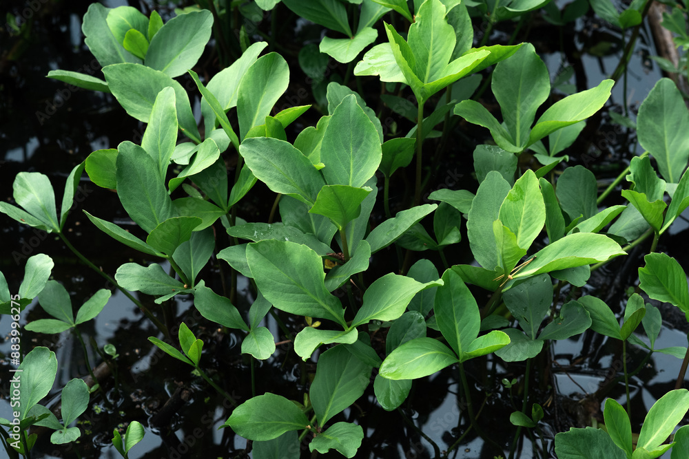 bogbean leaves above the water surface in a swamp close-up bogbean leaves above the water surface in a swamp close-up