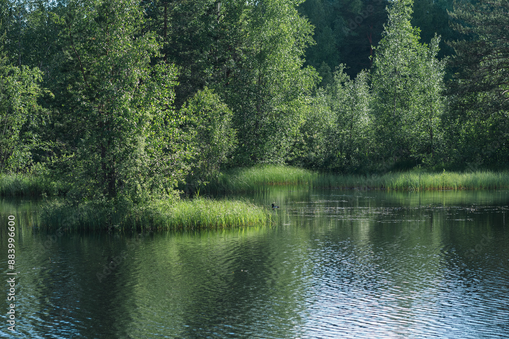 beautiful summer calm lake with reeds in green forest beautiful summer calm lake with reeds in green forest