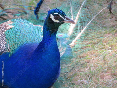 beautiful peacock of fantastic bright colors of long feathers