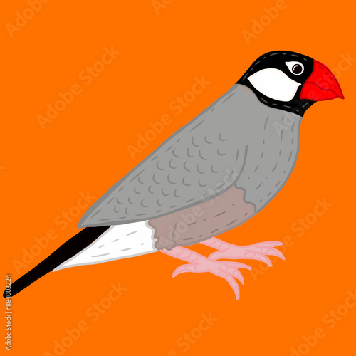 illustration of a bird