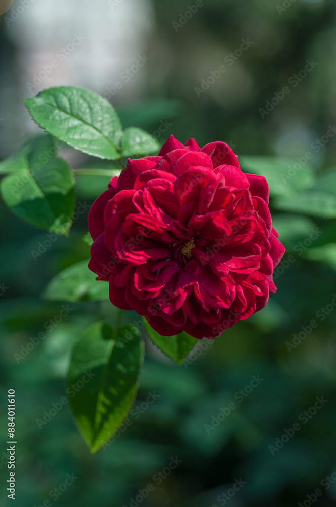Bright red roses flourish amidst lush green foliage, basking in the warm sunlight. Rose creates a stunning combination of colours that contrasts beautifully with the vibrant green leaves. Bright red roses flourish amidst lush green foliage, basking in the warm sunlight. Rose creates a stunning combination of colours that contrasts beautifully with the vibrant green leaves.