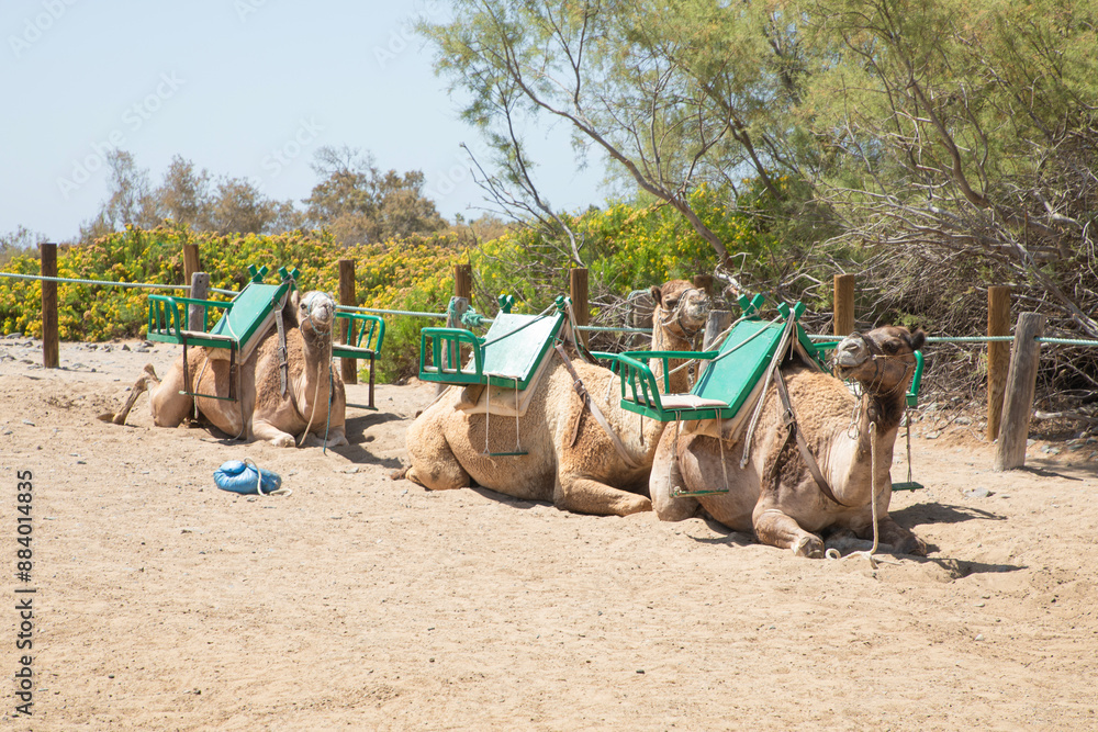 Fototapeta premium Camels in the dunes of Maspalomas on the Island of Gran Canarias