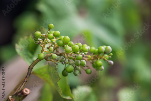 Bilde på lerret Powdery mildew disease attacking young green grapes or odium