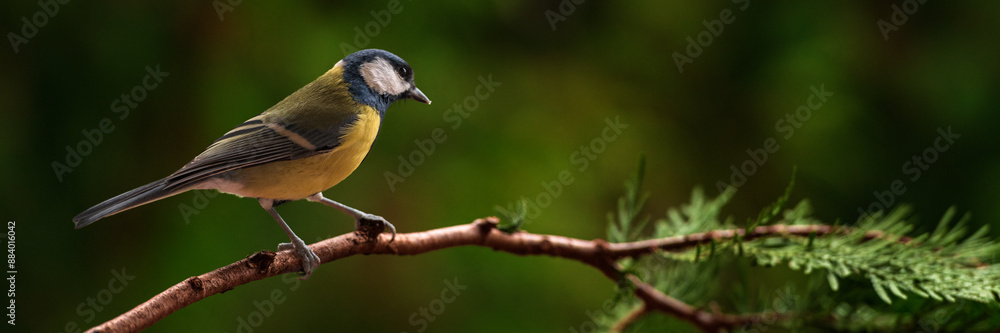 Obraz premium Great tit, Parus major, sitting on a branch.