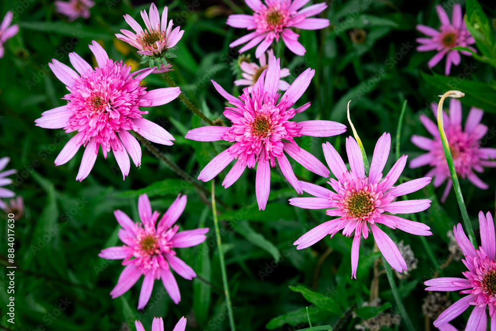 Obraz premium pink Echinacea purpurea amazing flower in summer garden, wallpaper