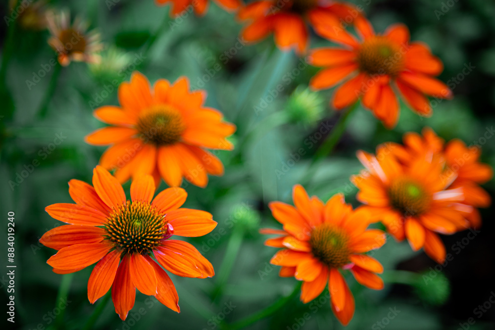 orange Echinacea purpurea amazing flower in summer garden, wallpaper orange Echinacea purpurea amazing flower in summer garden, wallpaper